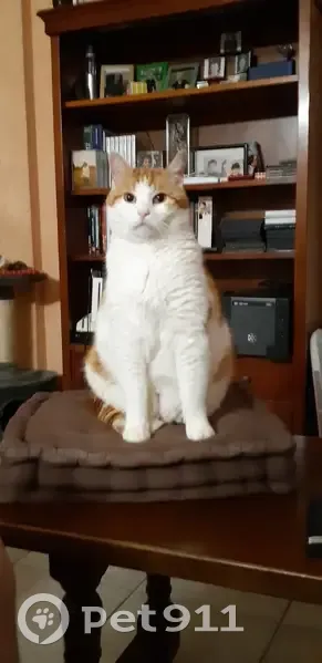 Chat roux/blanc perdu à Brie - photo
