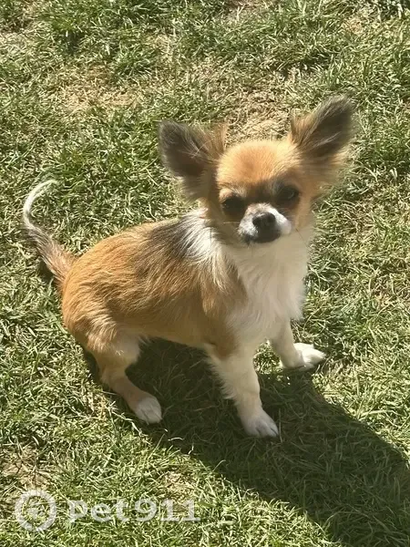 Chihuahua tricolore perdu - photo