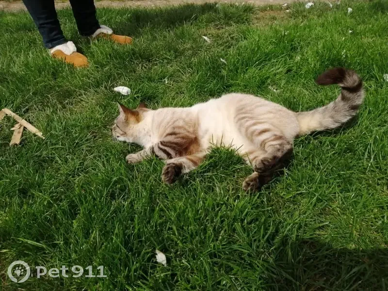 Chat siamois Bounty perdu à Meilhan - photo