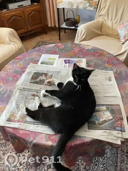 Chatte Mitzi perdue à Hurtigheim - photo