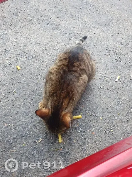Chat tigré câlin trouvé à Cambrai - photo