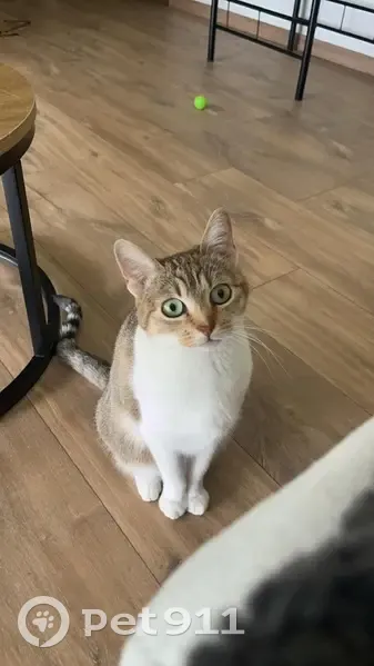 Stella, chat tigré disparu à Tavel - photo