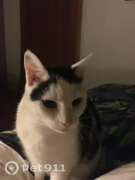 Pacha, chat blanc tacheté perdu - photo