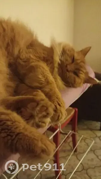 Oupsy, chat roux perdu à Coëx - photo