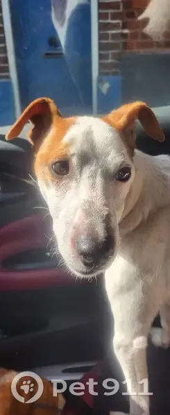 Jack Russell câlin trouvé à Armentières - photo