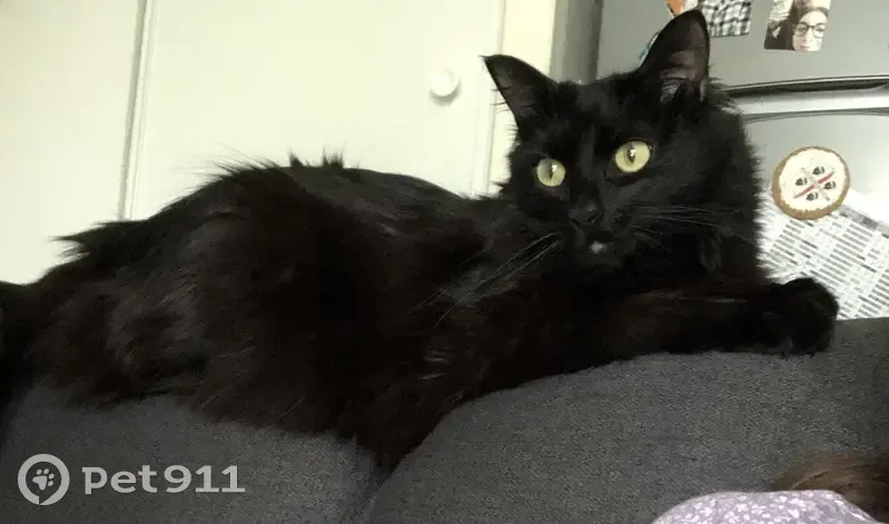 Chat noir long poil perdu - Taillan - photo