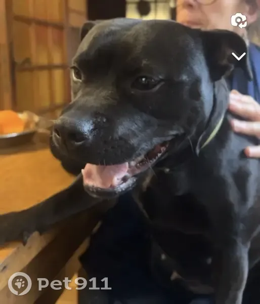 Appel: Staffie Noir Disparu à Achères - photo
