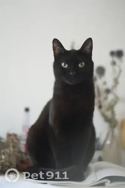 Chat noir perdu: Gabi, tatoué, craintif - photo