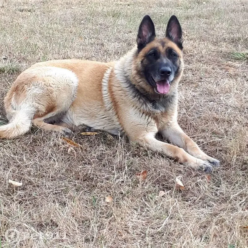 Chien Jock disparu à Rouffiac - photo