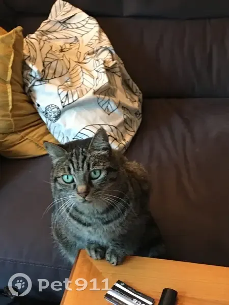 Bichette, chat tigré perdu à Montreuil - photo