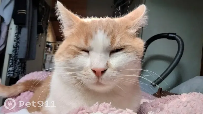 Alerte: Chat Gaby perdu à Villepreux - photo