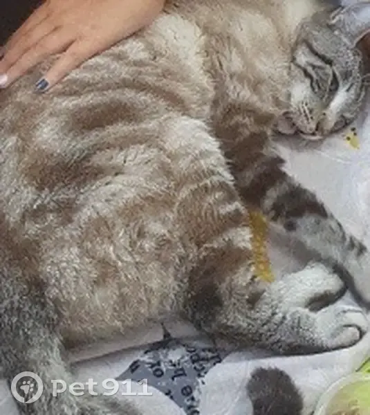 Chat Paillette perdu à Guerlédan - photo