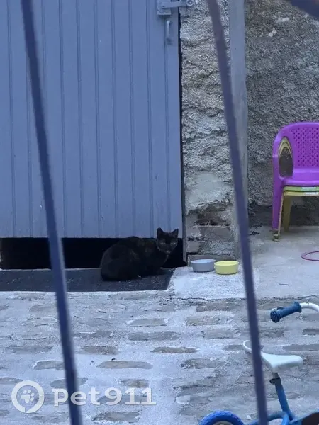 Chat noir/marron perdu - Aÿ - photo