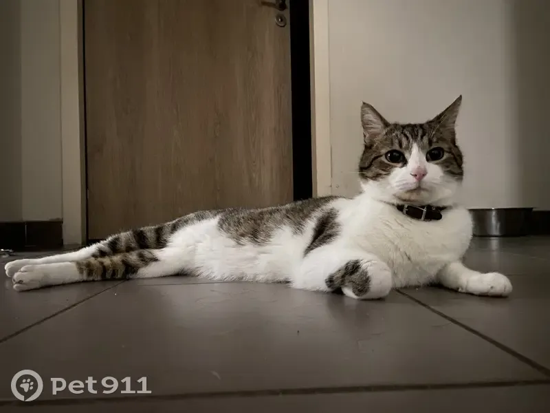 Chat blanc/tigré perdu à Figeac - photo