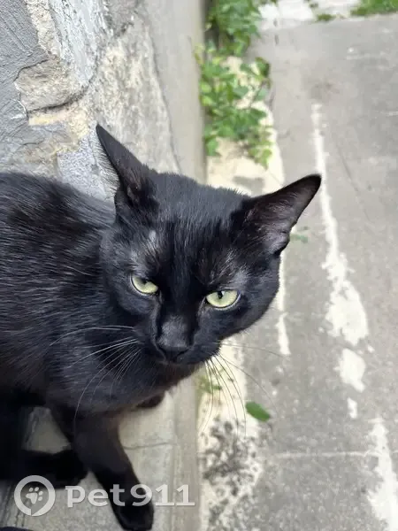Chat câlin noir trouvé à Nevers - photo
