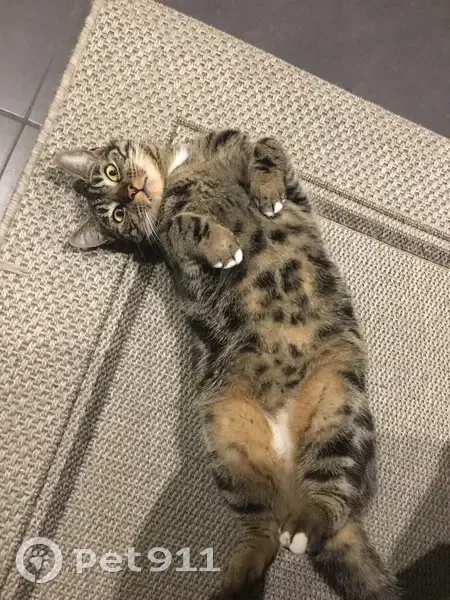 Chatte tigrée perdue à Bastelicaccia - photo