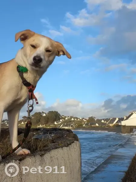 Chien Baiika perdu à Guingamp - photo