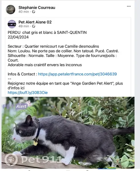 Chat perdu: Petit, poilu, craintif - photo