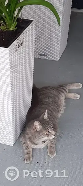 Chat gris tigré perdu à Chelles - photo