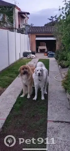 Alerte: 2 Chiens Perdus à Toulouse - photo