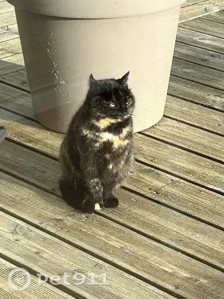 Chat docile trouvé à Adainville - photo