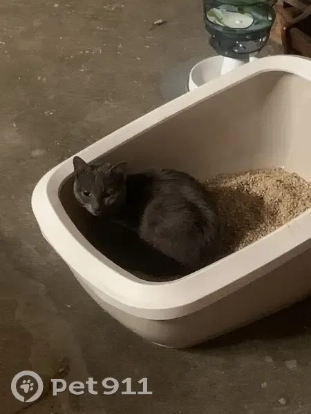 Chaton gris perdu au Passage - photo
