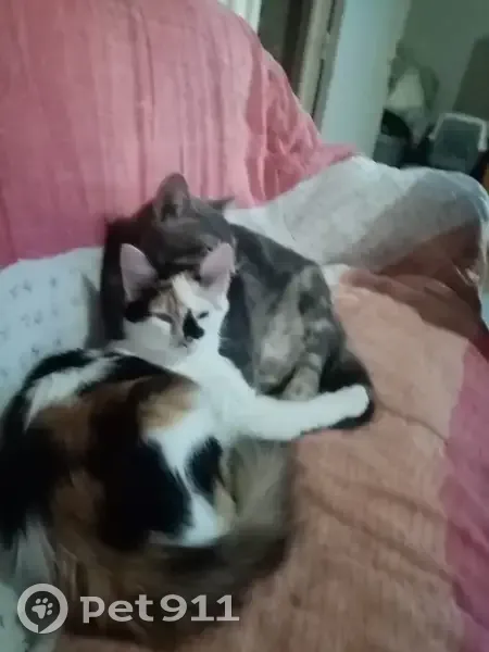 Gribouille, chat tricolore perdu - photo