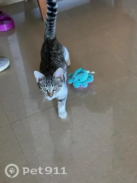 Chat blanc tigré Hades perdu - photo