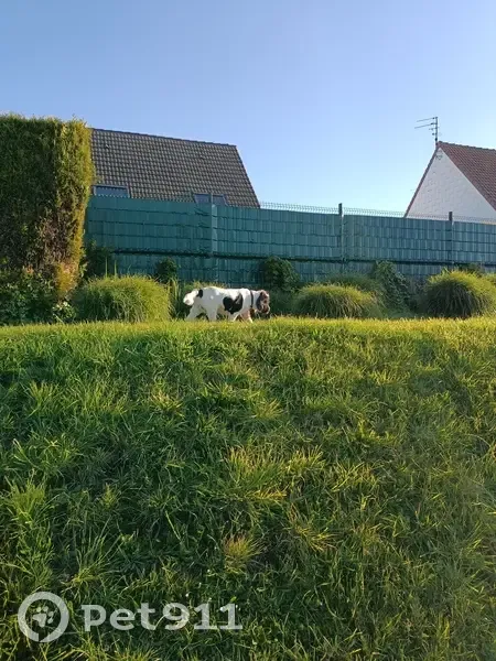 Chien cocker perdu à Saint-Nicolas - photo