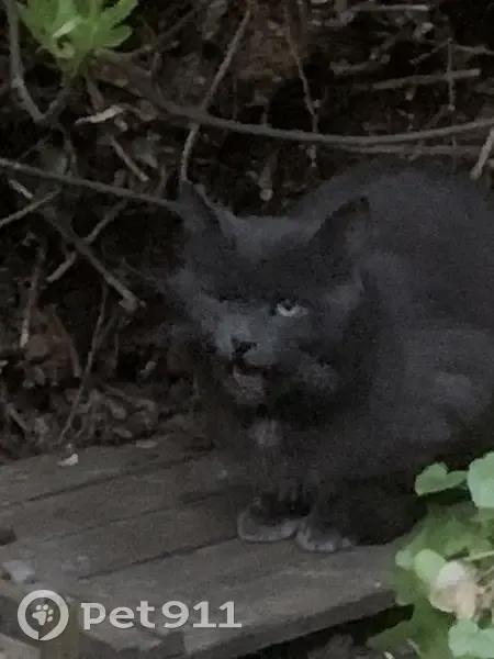 Chat errant à Lille cherche aide - photo