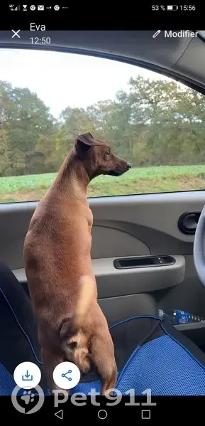 Chienne pinscher perdue - La Chesnaie - photo
