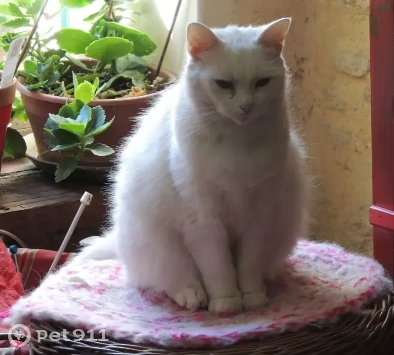 Chat bicolore Gospel disparu - photo