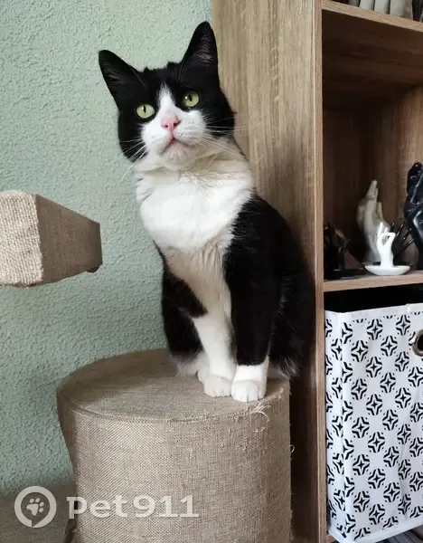 Perdue: Blackette, chatte noire - photo