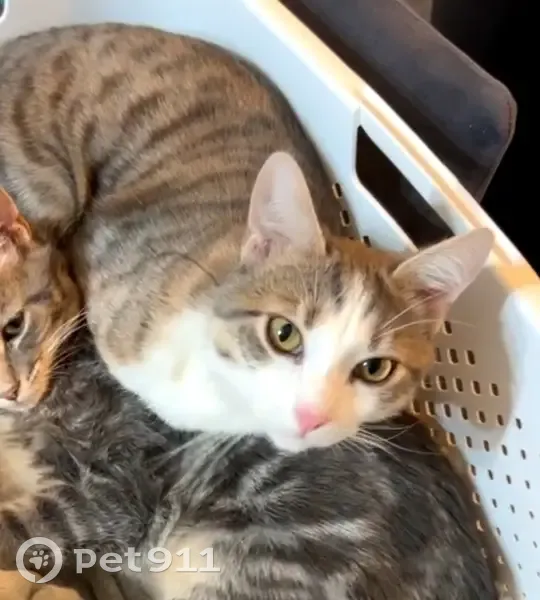 Chat tigré gris disparu à Frénouville - photo