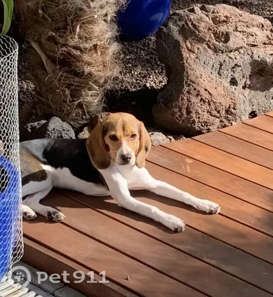 Beagle Maigre Perdu - Tourcoing - photo