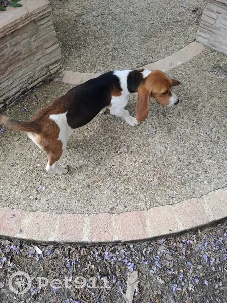 Beagle trouvé à Civray-de-Touraine - photo