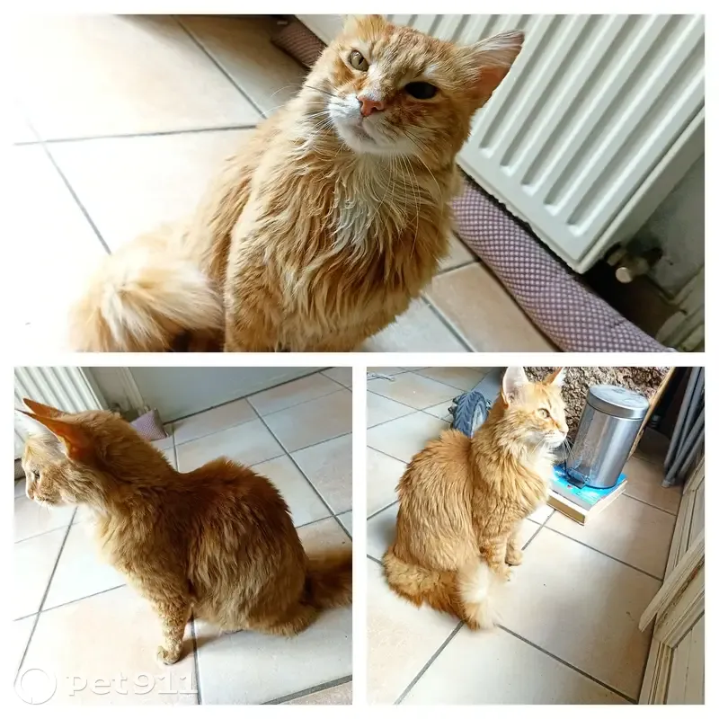Chat roux et blanc trouvé - photo