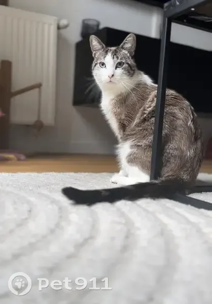 Chat gris-blanc perdu à Noisiel - photo