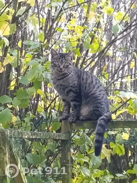 Chat tigré gris perdu - Les Bois - photo