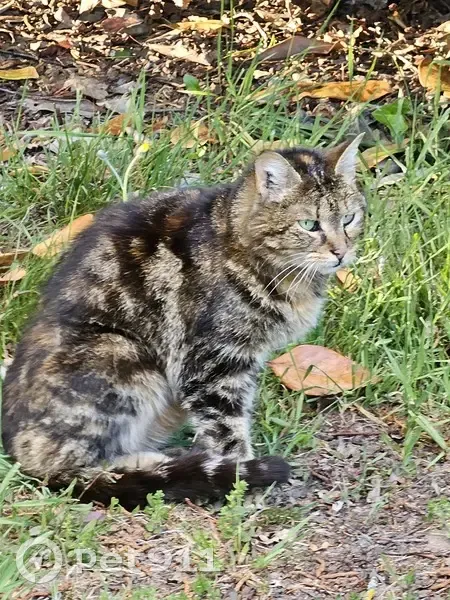 Chatte Bella perdue, Veyrac - photo