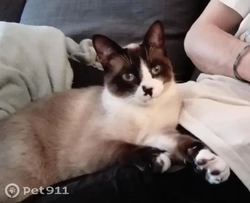 Chat croisé siamois perdu - photo