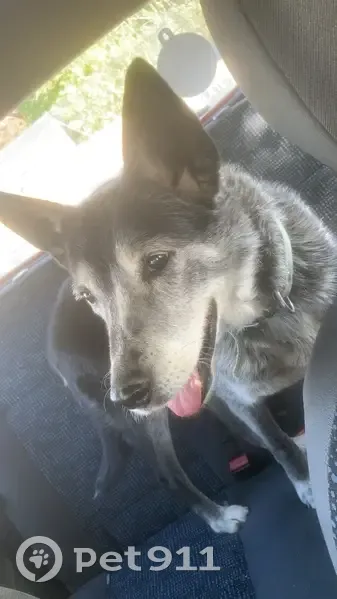 Chienne âgée perdue à Peyssies - photo