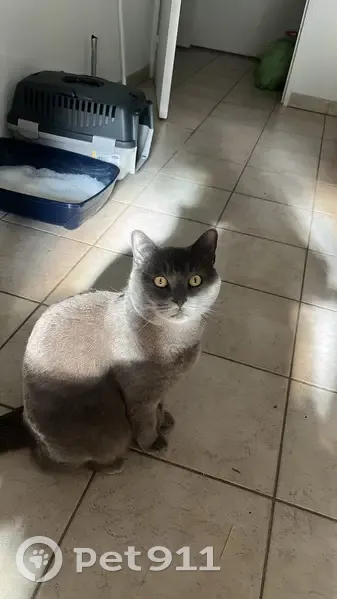 Mitsu, chat gris aux yeux jaunes, perdu - photo