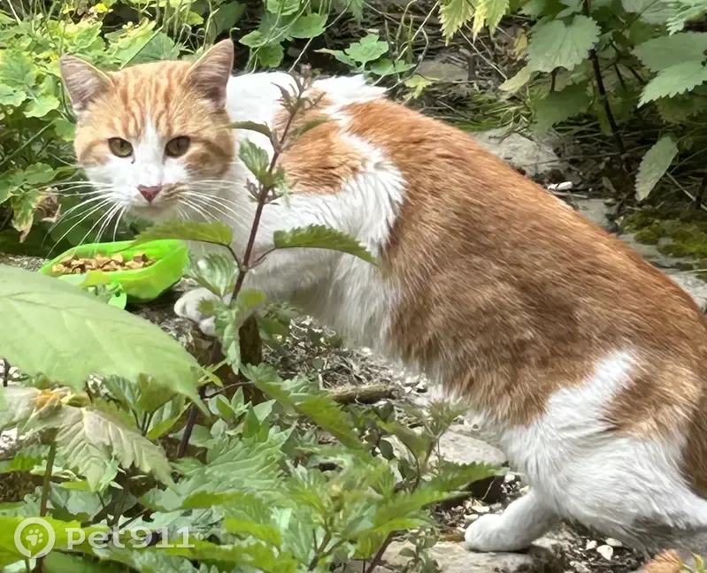 Chat roux et blanc trouvé à Paris - photo