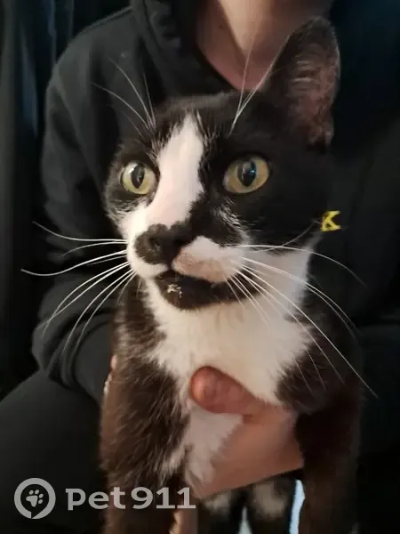 Chatte bicolore unieure retrouvée - photo