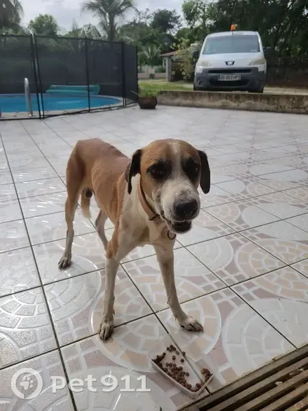 Chien perdu à Balata retrouvé - photo