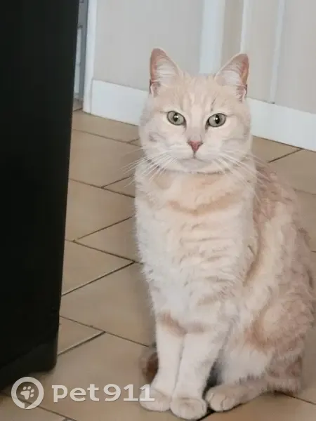 Chatte crème perdue à Angers - photo