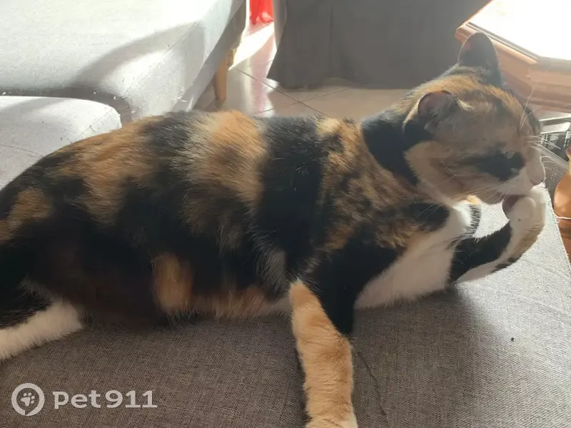 Avis de recherche: Sucre, chat Isabelle - photo
