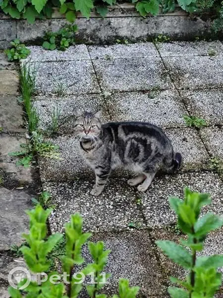 Chat tigré perdu - Sucy-en-Brie - photo
