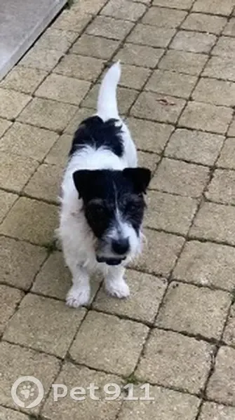 Spot, Jack Russell perdu - photo
